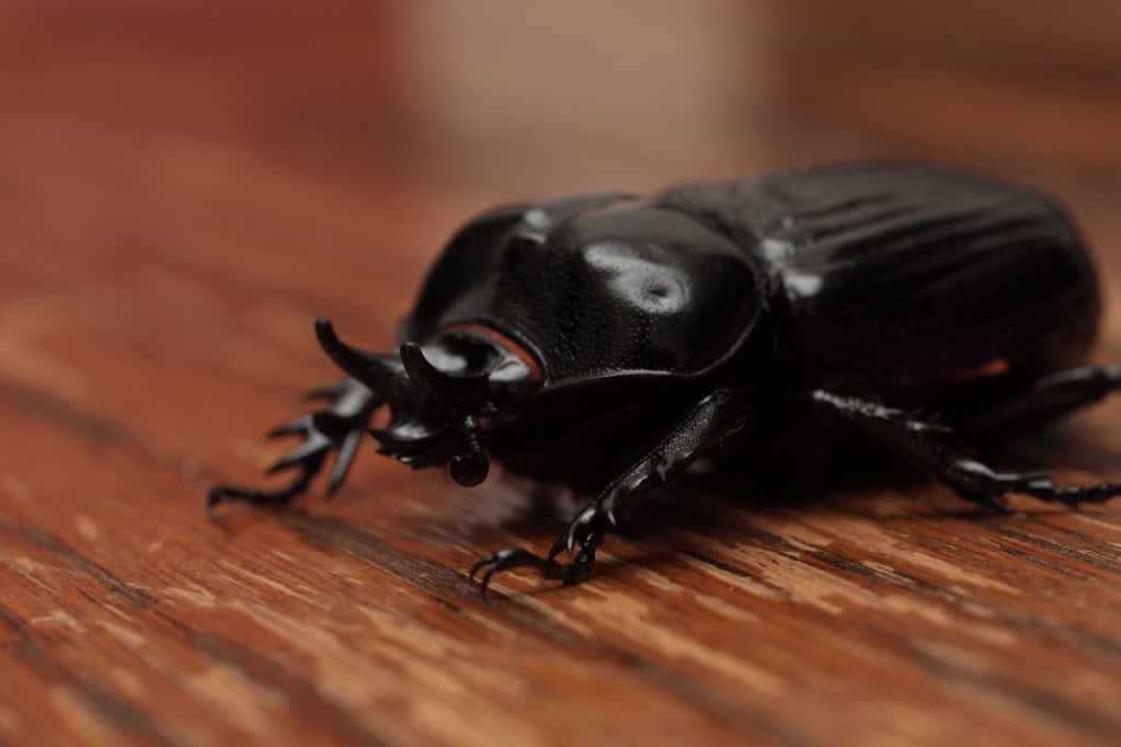 IMAGE: http://i909.photobucket.com/albums/ac291/jrs21c/IMG_8902.jpg