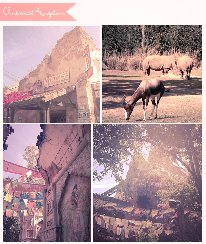 photo disneyworld_animalkingdom_zps1224526f.png