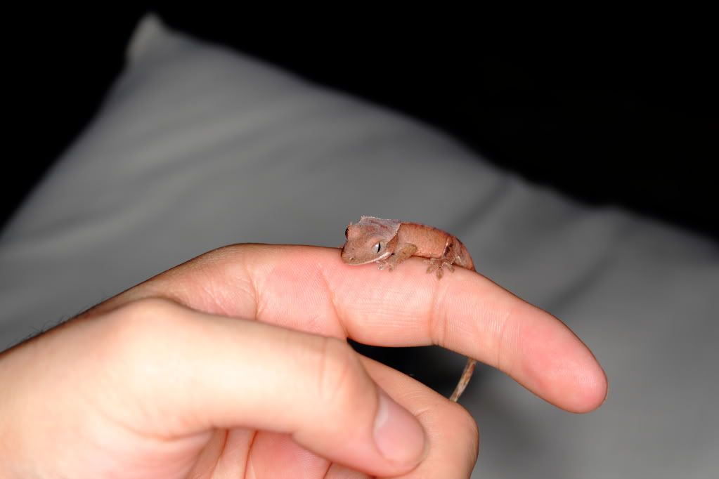 IMAGE: http://i909.photobucket.com/albums/ac292/twiggybrown/crested%20geckos/IMG_6505.jpg