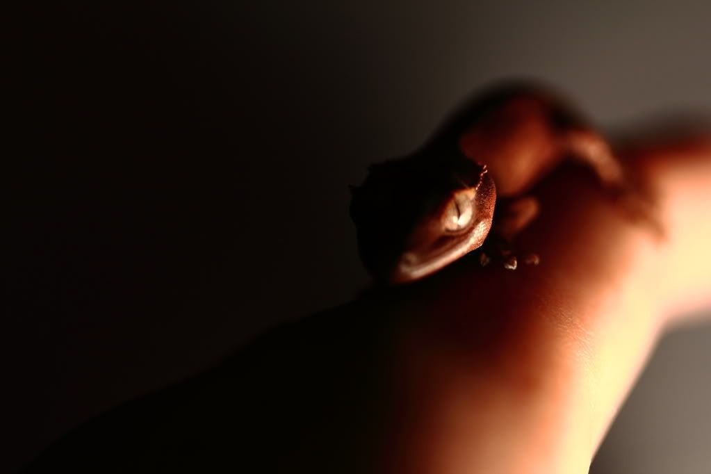 IMAGE: http://i909.photobucket.com/albums/ac292/twiggybrown/crested%20geckos/IMG_6512.jpg