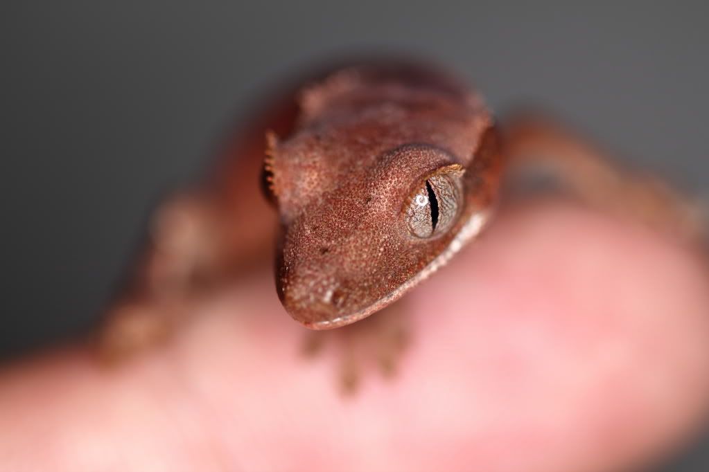 IMAGE: http://i909.photobucket.com/albums/ac292/twiggybrown/crested%20geckos/IMG_6517.jpg