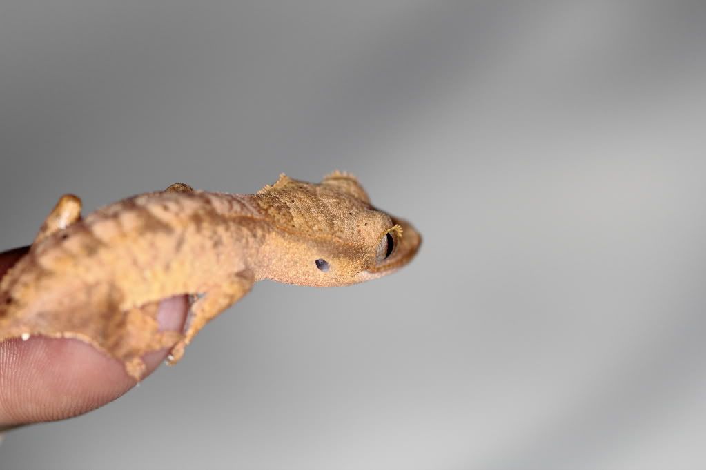 IMAGE: http://i909.photobucket.com/albums/ac292/twiggybrown/crested%20geckos/IMG_6542.jpg