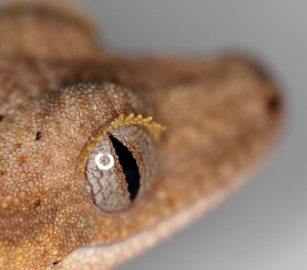 IMAGE: http://i909.photobucket.com/albums/ac292/twiggybrown/crested%20geckos/IMG_6551.jpg