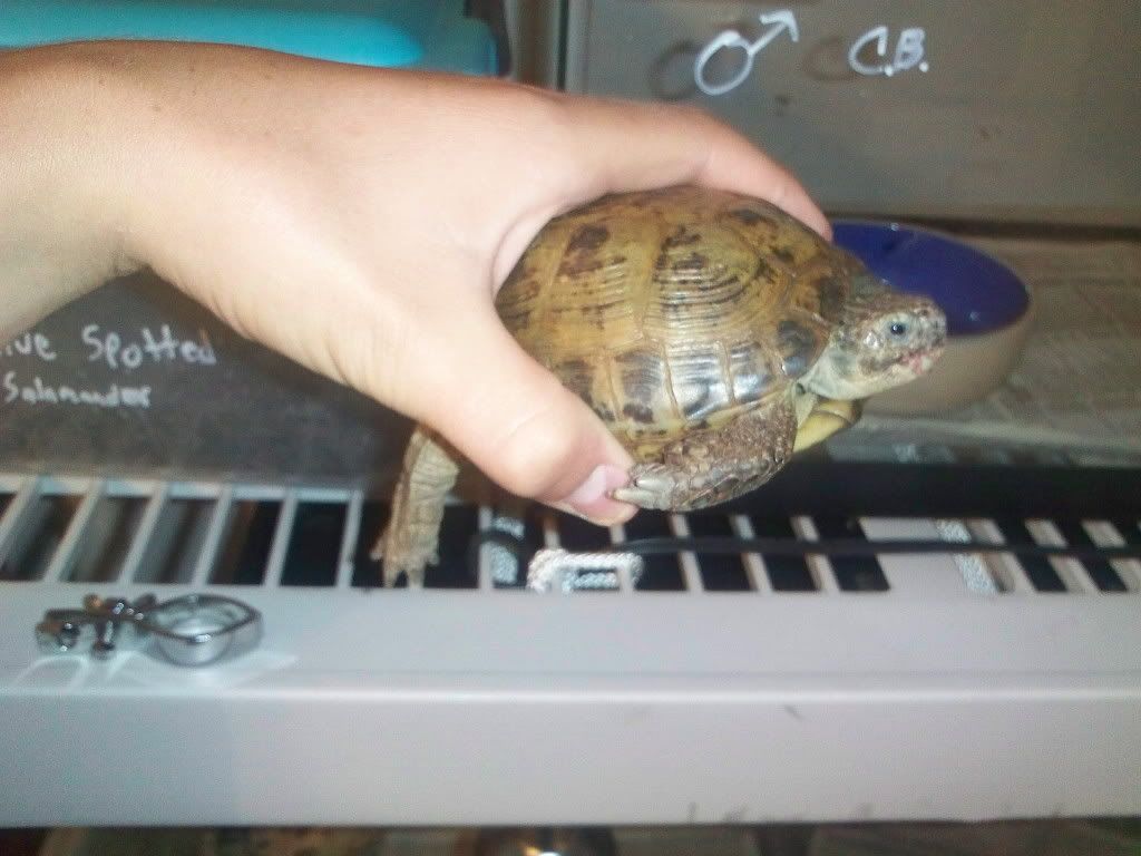 tortoise003.jpg