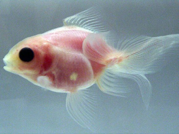 Cientistas Japoneses criam uma Espécie de Peixe Transparente.