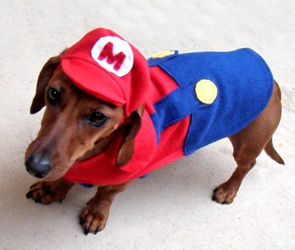 Vista seu cão de Super Mario!