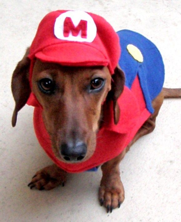 Vista seu cão de Super Mario!