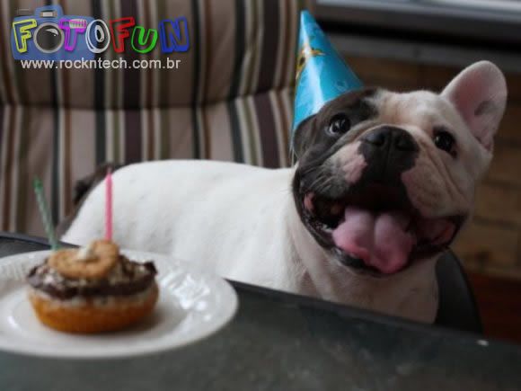 FOTOFUN - Um aniversário bom pra cachorro!