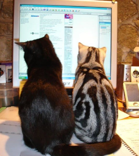 Os gatos também poderão twittar!