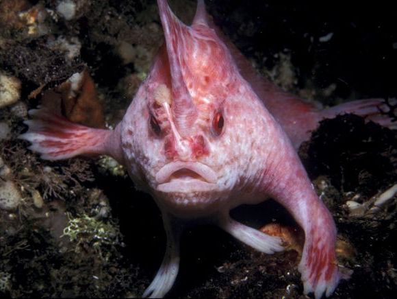 Cientistas descobrem uma nova espécie de peixe, que anda com mãos e pernas.
