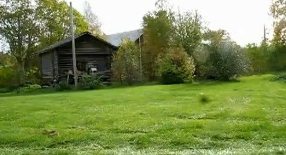 VIDEOFUN - Sem tempo pra cortar a grama? O cachorro jardineiro faz isso por você!