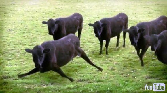 VIDEOFUN - Vacas & Vacas & Vacas & Vacas...
