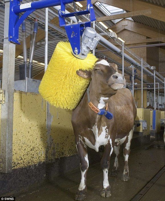 Máquina de escovação automática para vacas. Pra que serviria isso? (com vídeo)