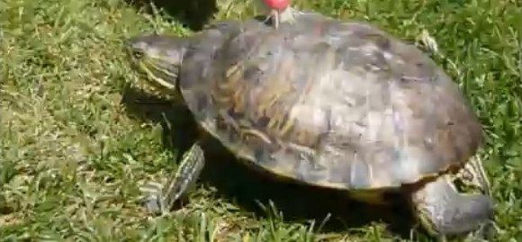 VIDEOFUN - A dança da tartaruga.