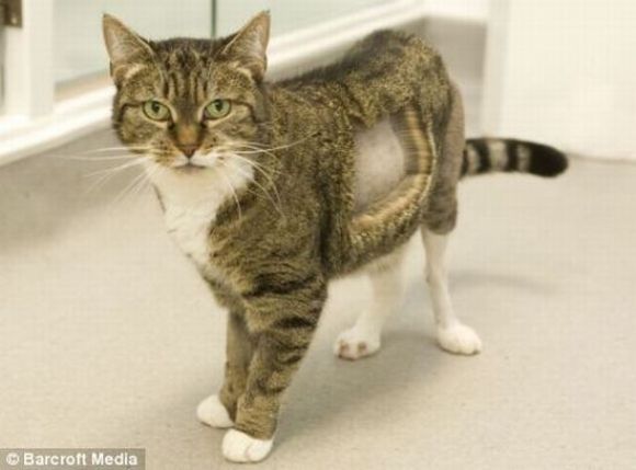 Missy é o primeiro gato do mundo a receber um joelho artificial!