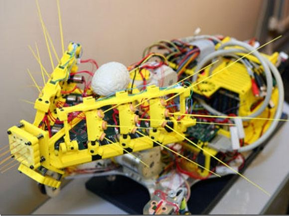 Engenheiros criam um curioso Robô com Bigodes para Resgates.