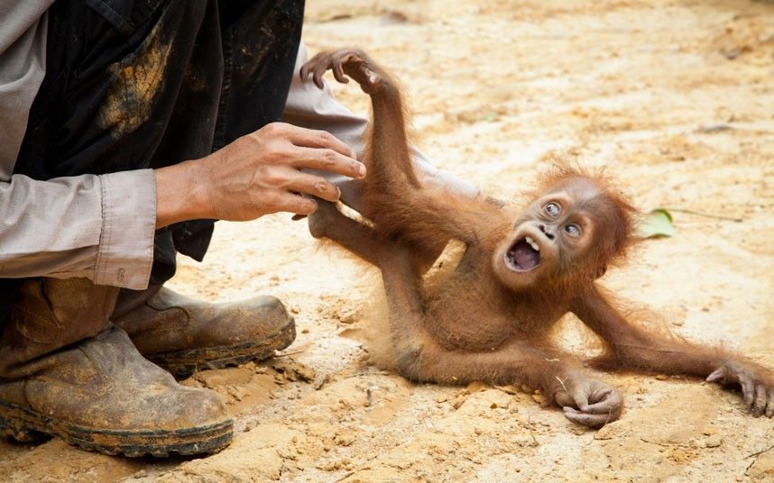 baby-orangutan_2353677k_zpse06abbd6.jpg