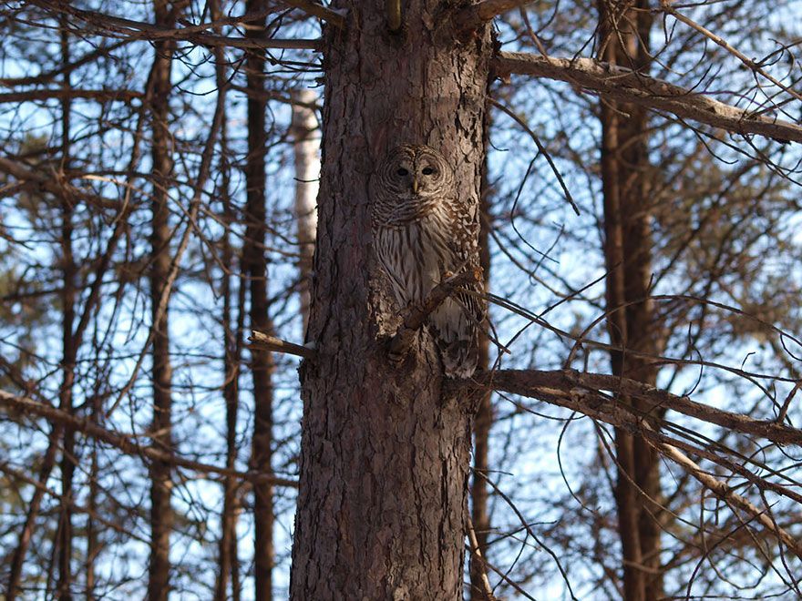 owlcamouflagedisguise9_zpsd2a80a89.jpg