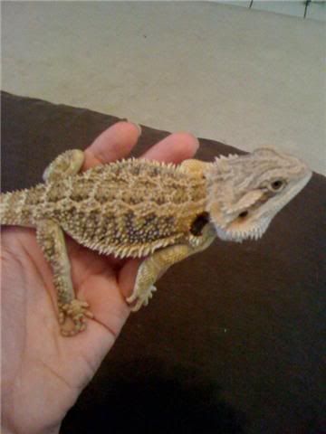 bearded dragons as pets