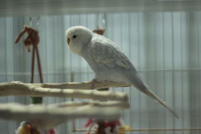 1-1.jpg?t=1299928449