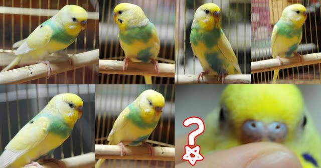 2-1.jpg?t=1297673623