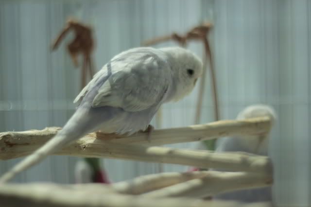 2-2.jpg?t=1299928187