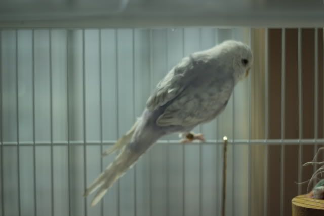 3-1.jpg?t=1299928473