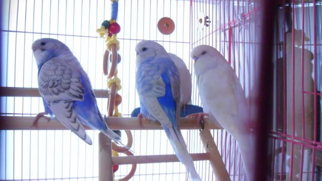 SAM_0108.jpg?t=1288784239