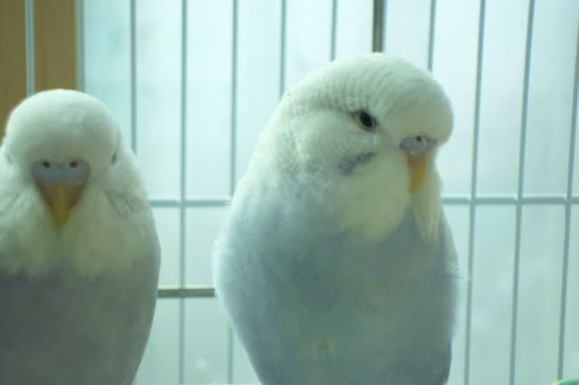 SAM_0537.jpg?t=1295671826