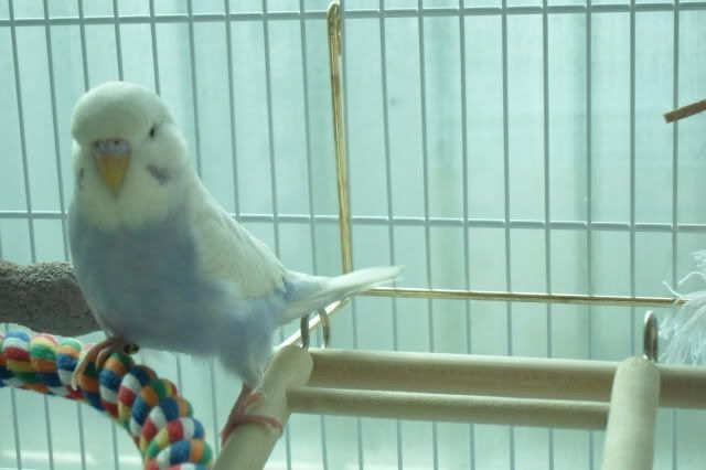 SAM_0554.jpg?t=1295671970