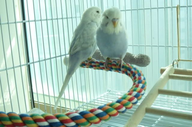 SAM_0606.jpg?t=1295671989