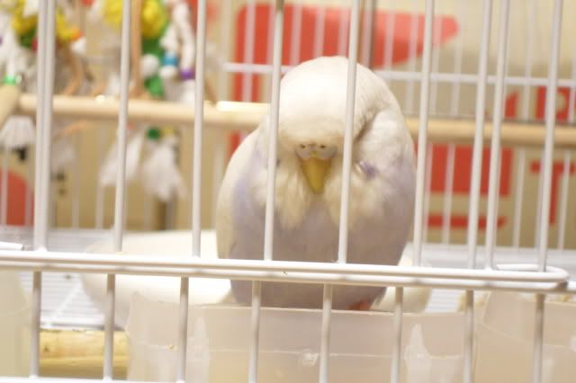 SAM_0896.jpg?t=1295699550