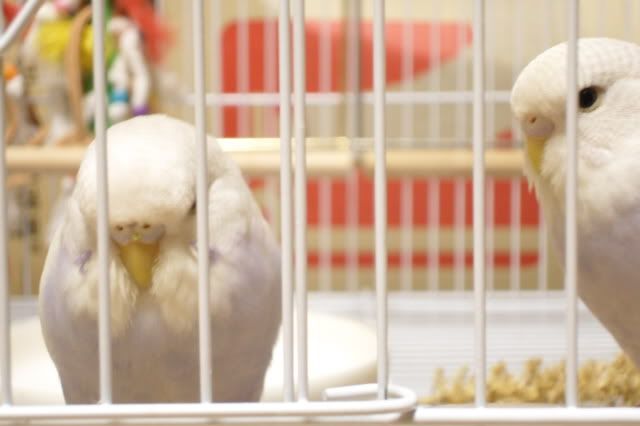 SAM_0903.jpg?t=1295699530