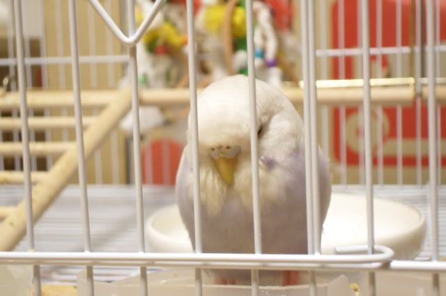 SAM_0907.jpg?t=1295699597