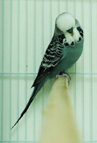 dsc_0056_palmcockatoo.png