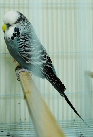 dsc_0094_palmcockatoo.png